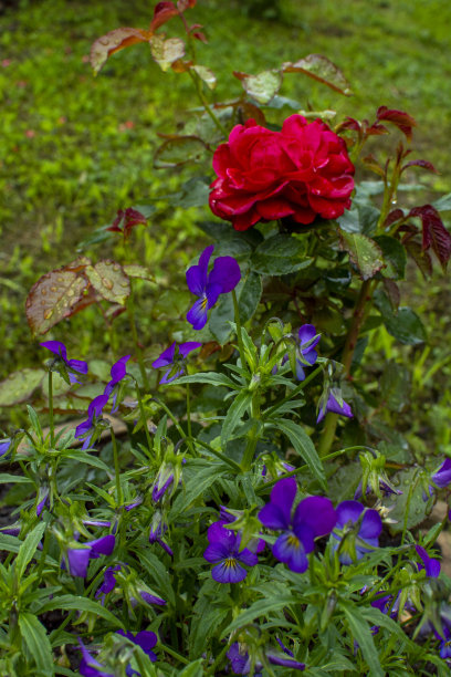 红玫瑰和蓝紫罗兰图片下载