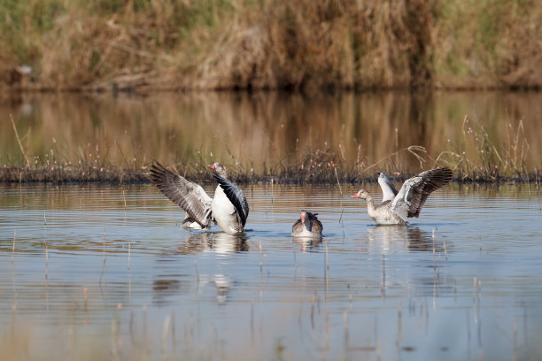水鸟:一小群灰鹅(安泽安泽)图片下载