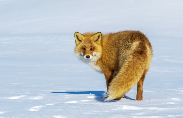 伊佐红狐(Vulpes Vulpes schrencki)站在雪地里。图片下载