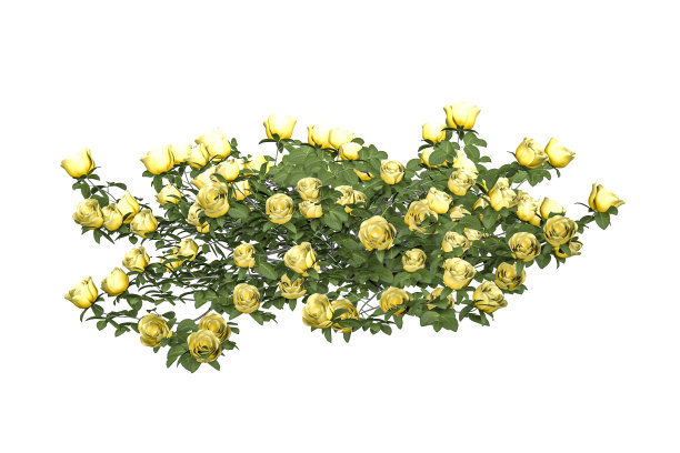 枝上的黄玫瑰图片下载