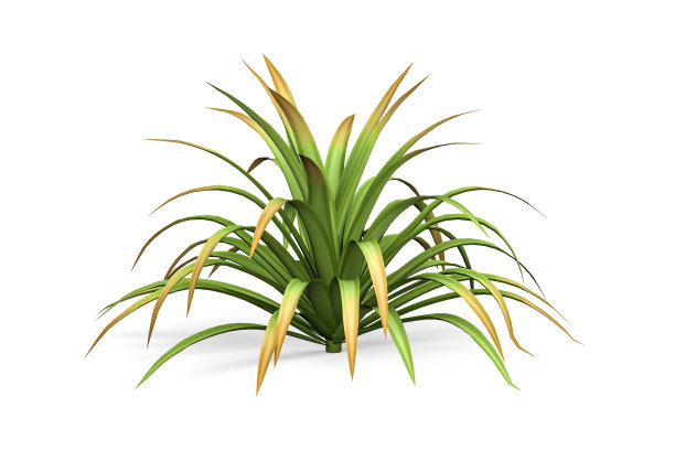 丝兰植物图片下载