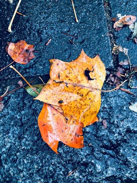 秋天在慕尼黑的亚洲角，在西部公园。图片下载