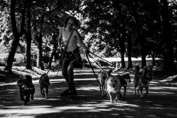 女人和一群狗一起骑旱冰鞋图片下载