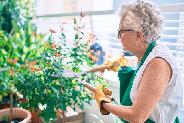 老妇人灰色头发戴手套和园丁围裙园艺植物在家里图片下载