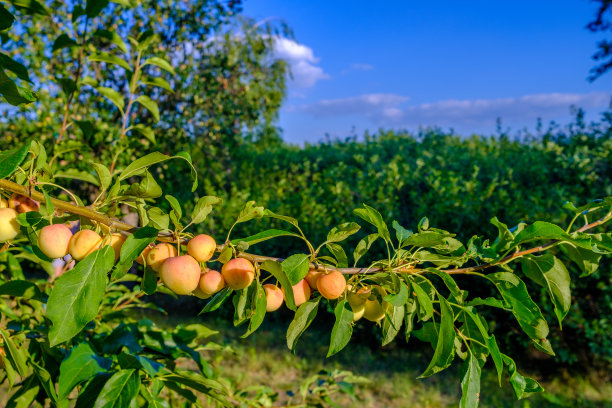 成熟的苹果在树枝上。收获环保概念。夏天结束。甜美的有机水果生长在花园里。高质量的照片图片下载