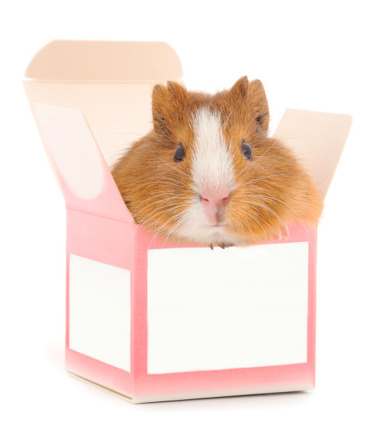 仓鼠在盒子里。图片下载