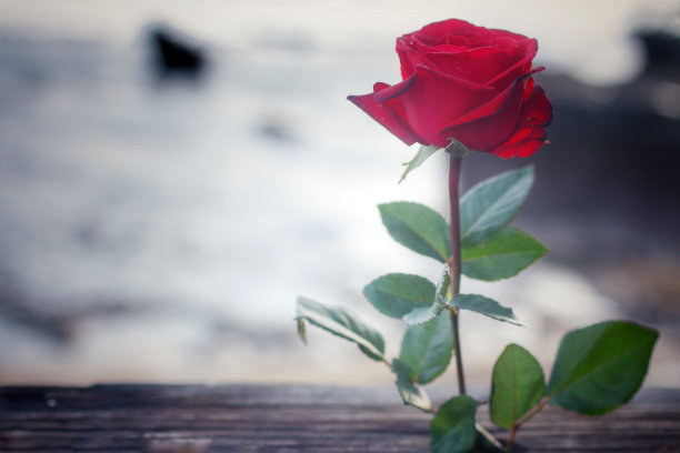 单瓣红玫瑰，白色背景，空白。图片下载