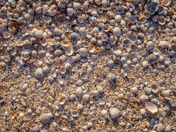 俯瞰沙滩上的贝壳。晚霞用温暖的橙色灯光照亮了海滩。海上度假的概念。副本的空间。平躺图片下载