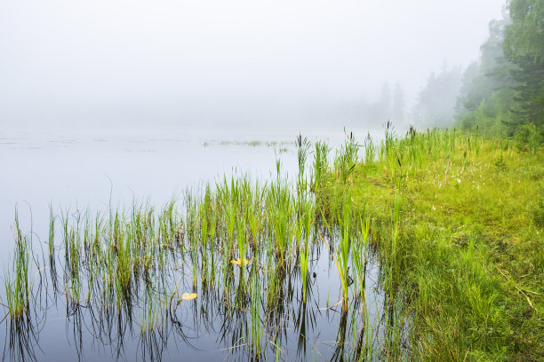 有芦苇植物的海滩，有雾的森林湖图片下载