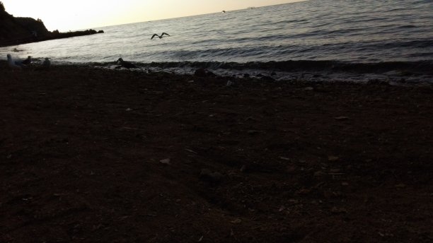 夜幕降临时，海滩上的海鸥图片下载