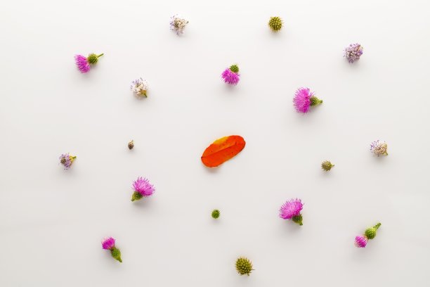 白色的秋叶图片下载