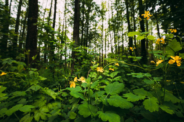春天绿色的森林。植物毛茛与黄色的花在高的树的背景图片下载