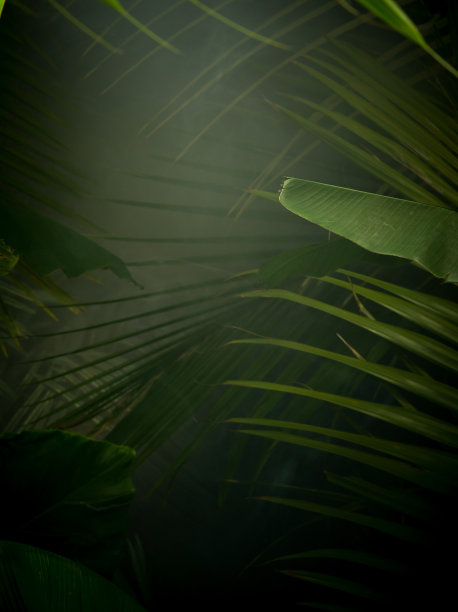 不兑现纸币图片下载