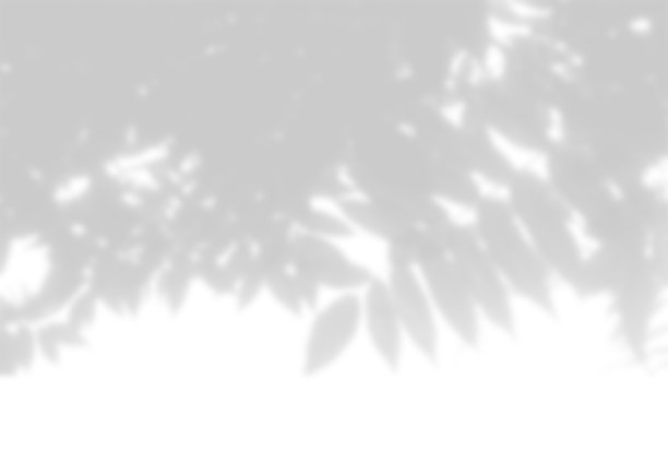 夏季背景的植物阴影。白墙上一根花梨树枝叶的影子。黑白叠加照片或模型图片下载