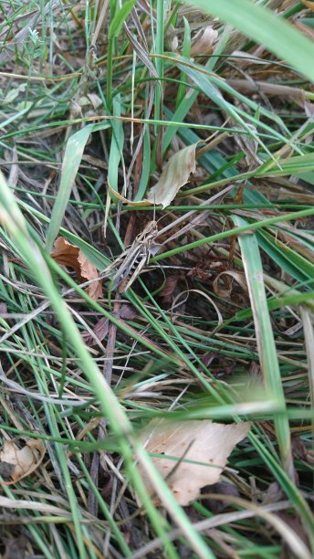 一只蚱蜢图片下载