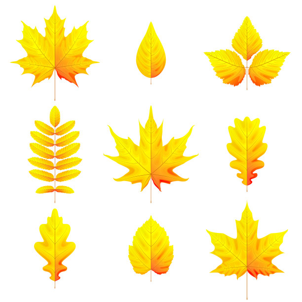 一套明亮不同的秋叶图片下载