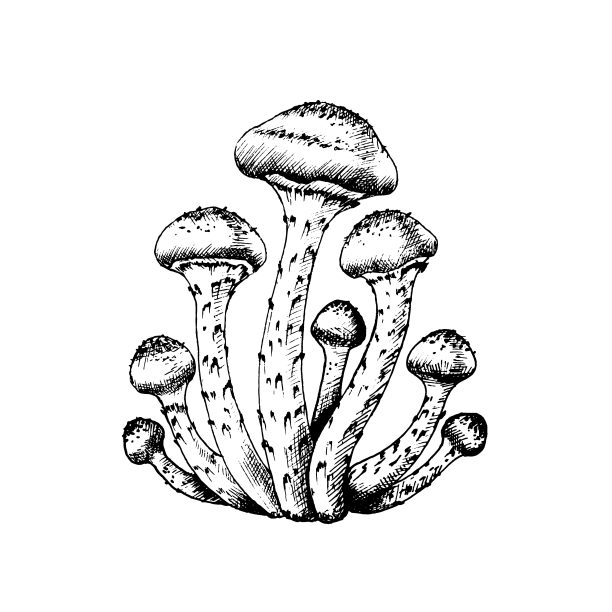 矢量插图的蜂蜜木耳图片下载