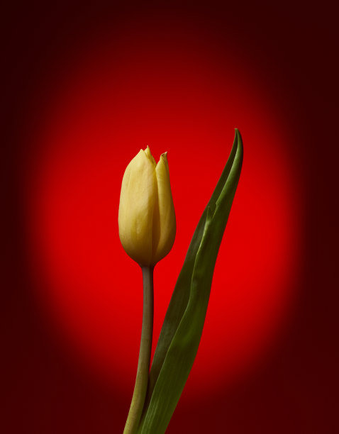 彩虹。红色的。图片下载