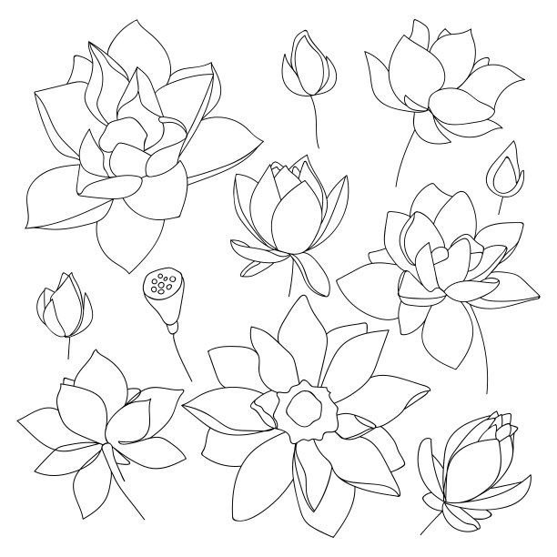 一组荷花。素描花卉植物学收集在轮廓黑白风格。——矢量图图片下载