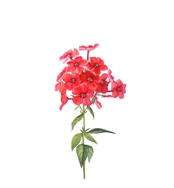 孤立在白色背景上的芽和叶的红色夹竹桃。图片下载