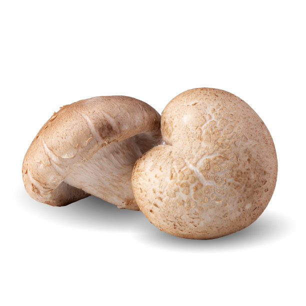 白色背景上孤立的香菇。剪切路径。图片下载