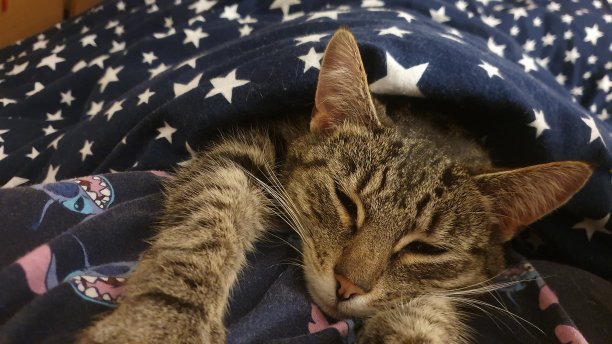 被窝里的猫图片下载