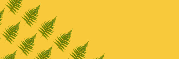 黄色背景上有蕨类植物图案的旗帜。图片下载