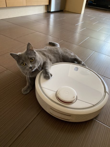 猫猎清洁机扑图片下载