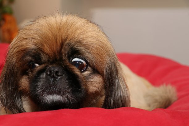 北京狗趴在红色枕头上图片下载