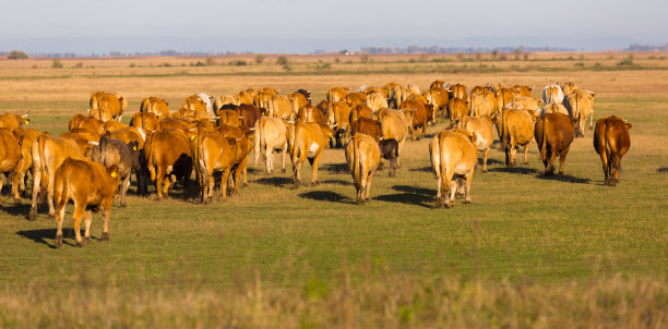 匈牙利Hortobagy草原上的奶牛图片图片下载