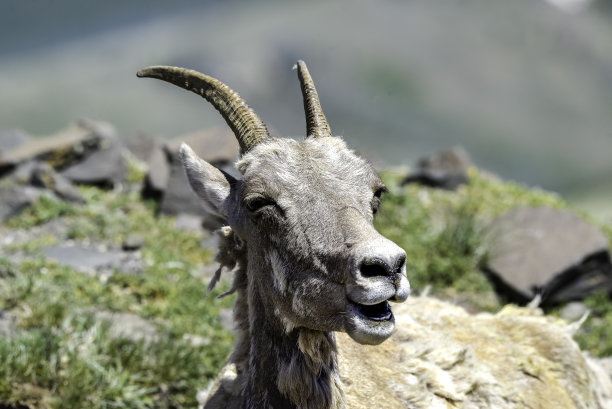 嘲笑我图片下载