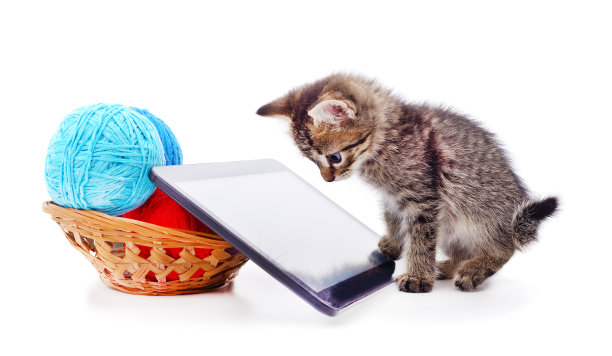 带着球和药片的灰色小猫。图片下载