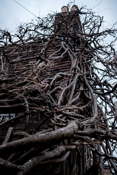 葡萄藤再生砖墙图片下载
