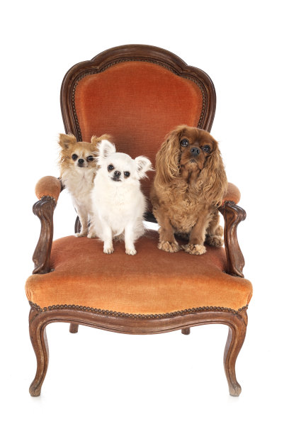 椅子上的小狗图片下载