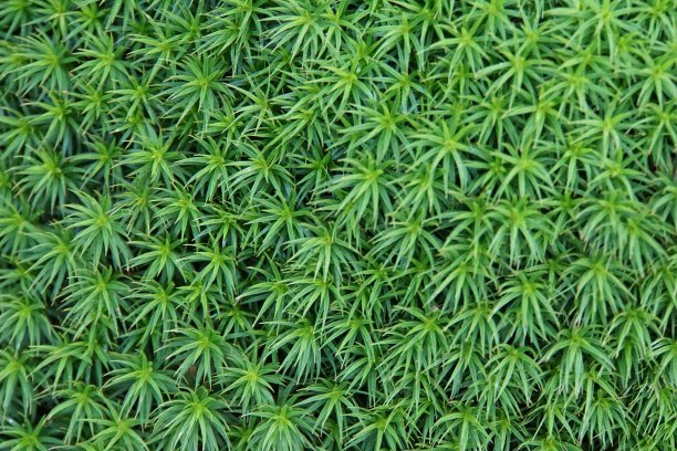 绿色的树叶图片下载