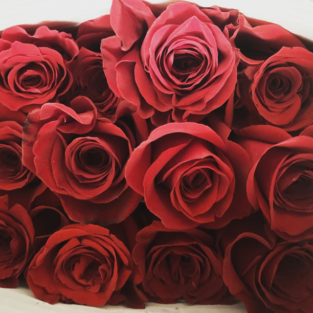 玫瑰。图片下载