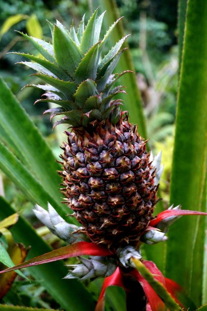 成熟的菠萝图片下载