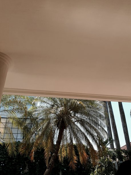 棕榈树图片下载