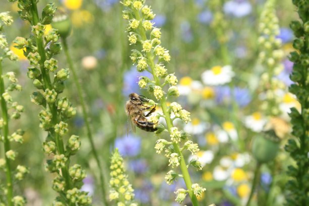 爬向甜蜜的东西图片下载