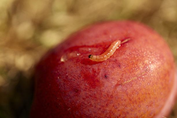 梅子里的蛆图片下载