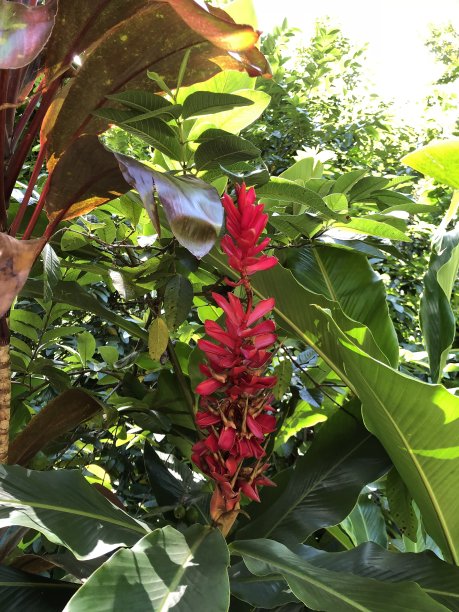 美丽的花图片下载