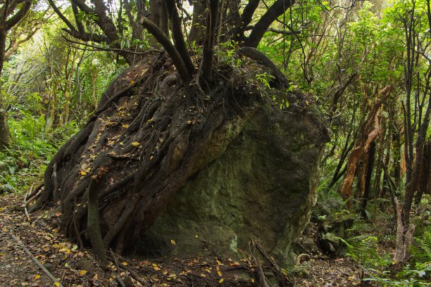 新西兰南岛南地里弗顿的国王赛道图片下载