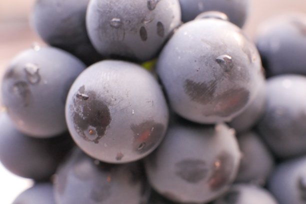 蓝色的葡萄图片下载