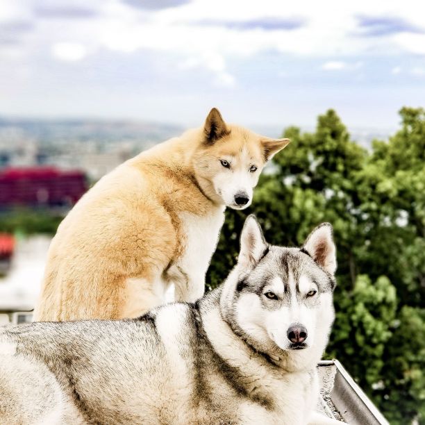 哈士奇图片下载