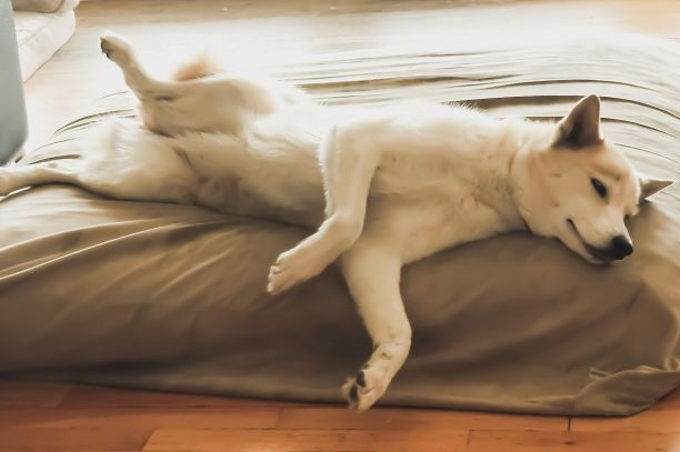 睡美人图片下载