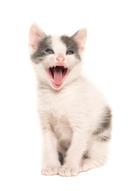 尖叫的灰色和白色坐在小猫宝宝孤立在白色的背景图片下载