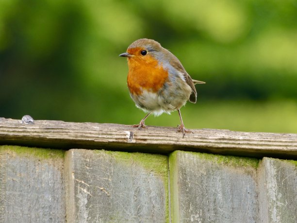 可爱的知更鸟站在篱笆上。图片下载