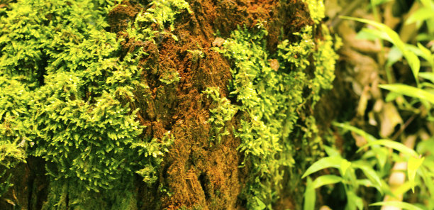 树上的青苔。这是一张苔藓的特写/微距照片，展示了它迷人的细节。照片景深较浅，聚焦在一小片苔藓上图片下载
