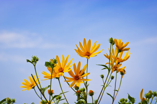 鲜黄色的菊芋花在蓝天的背景上。有选择性的重点。图片下载