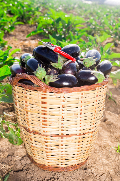 菜园里的柳条篮子，里面装着收获的茄子图片下载